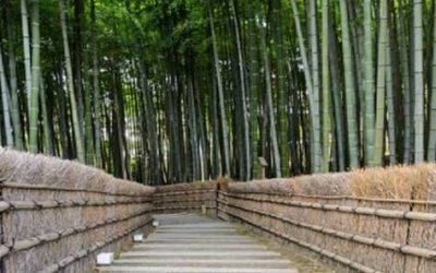 Brindes de madeira de bambu: 5 ideias para o seu público!