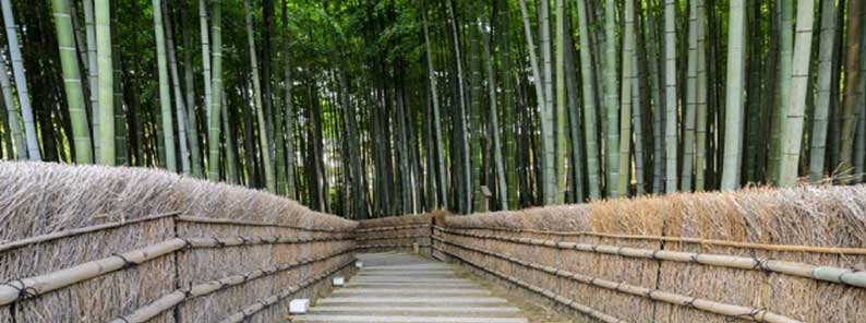 Brindes de madeira de bambu: 5 ideias para o seu público!