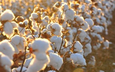 Material para brindes personalizados: conheça os principais!