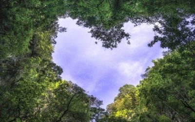 Dia do Meio Ambiente: destaque-se com brindes ecológicos!